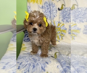 Cavapoo (Miniature) Puppy for sale in RANDOLPH, MA, USA