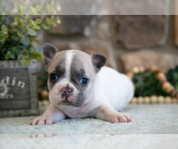 Medium Photo #3 French Bulldog Puppy For Sale in GRABILL, IN, USA