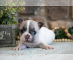 Small Photo #4 French Bulldog Puppy For Sale in GRABILL, IN, USA