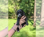Puppy Puppy 4 Golden Mountain Doodle 