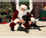 Small #15 Labrador Retriever