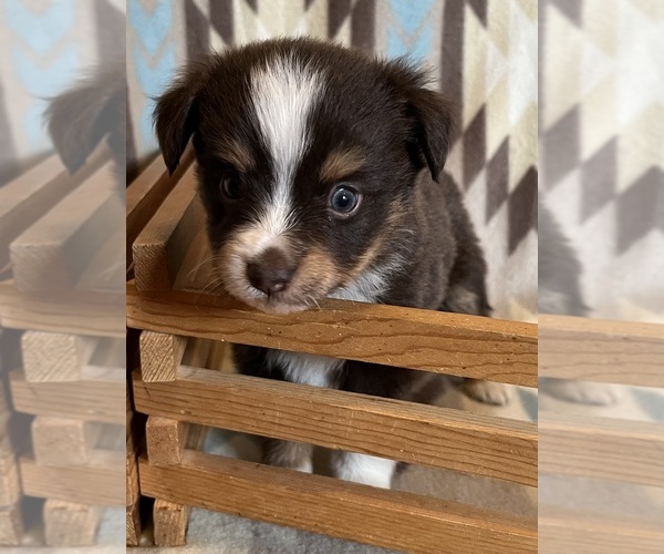 Medium Photo #4 Miniature Australian Shepherd Puppy For Sale in FORT MORGAN, CO, USA