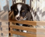 Small #3 Miniature Australian Shepherd