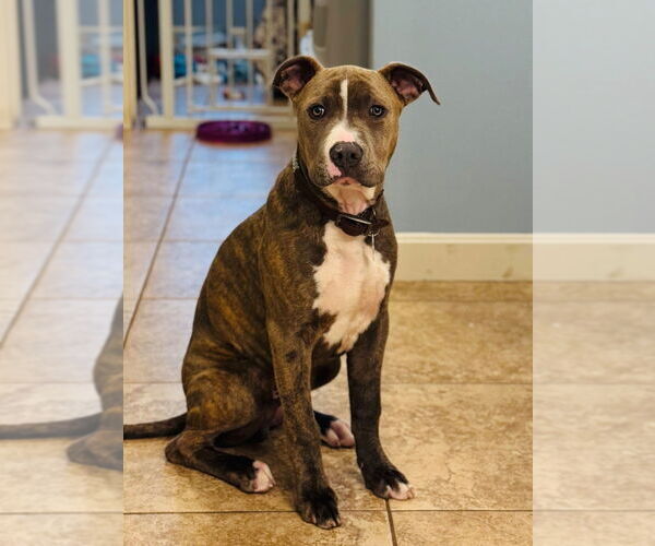 Medium Photo #10 American Pit Bull Terrier Puppy For Sale in Claremore, OK, USA