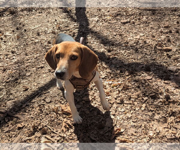 Medium Photo #1 Beagle Puppy For Sale in McCormick, SC, USA