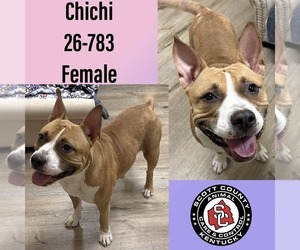 American Pit Bull Terrier-Unknown Mix Dogs for adoption in Georgetown, KY, USA