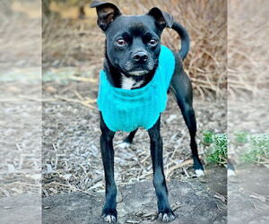 Rat-Cha Dogs for adoption in Atlanta, GA, USA