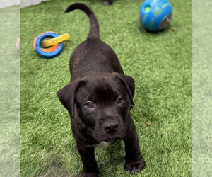 Sumit - Male Labrador Retriever-Unknown Mix Dog for Adoption - Photo #4