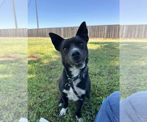 Border Collie-Chihuahua Mix Dogs for adoption in Chico, CA, USA