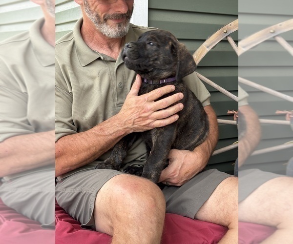 Medium Photo #42 Rotticorso Puppy For Sale in REEVESVILLE, SC, USA