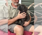 Small Photo #42 Rotticorso Puppy For Sale in REEVESVILLE, SC, USA
