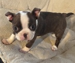 Puppy Bella Boston Terrier