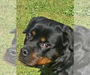 Rottweiler Dogs for adoption in Hillsboro, NH, USA