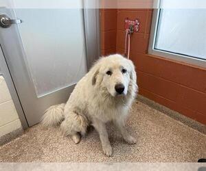 Great Pyrenees Dogs for adoption in Pueblo, CO, USA
