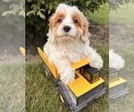 Small #4 Cavapoo