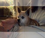 Small Photo #4 Chihuahua Puppy For Sale in Woodbury, NY, USA