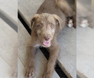 Aussiedoodle Dogs for adoption in Bolivar, MO, USA