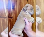 Small Photo #6 Bulldog Puppy For Sale in GREERS FERRY, AR, USA