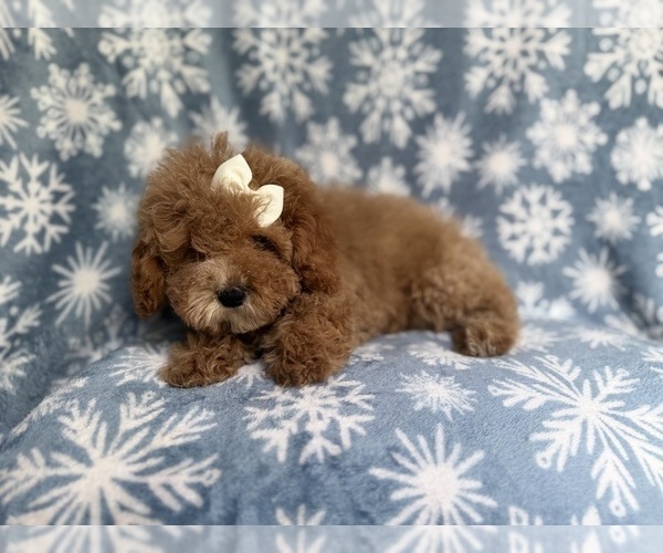 Medium Photo #3 Cock-A-Poo Puppy For Sale in LAKELAND, FL, USA