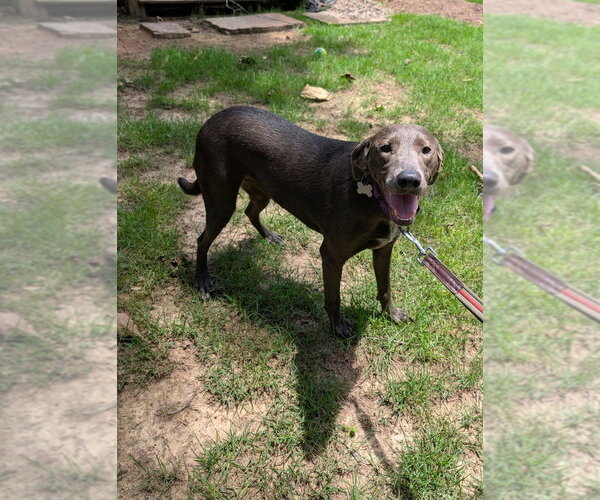 Medium Photo #4 Unknown-Weimaraner Mix Puppy For Sale in Boston, MA, USA