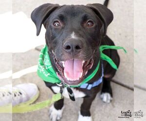 Labrador Retriever-Unknown Mix Dogs for adoption in Washington, DC, USA