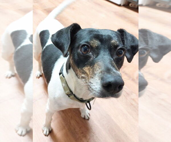 Medium Photo #4 Rat Terrier-Unknown Mix Puppy For Sale in Boston, MA, USA