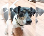 Small #3 Rat Terrier Mix