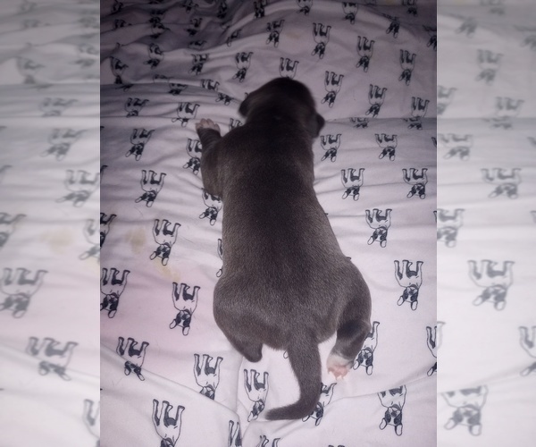 Medium Photo #15 American Staffordshire Terrier Puppy For Sale in JACKSONVILLE, FL, USA