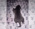 Small Photo #15 American Staffordshire Terrier Puppy For Sale in JACKSONVILLE, FL, USA