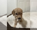 Small Photo #9 Goldendoodle-Poodle (Standard) Mix Puppy For Sale in YAKIMA, WA, USA