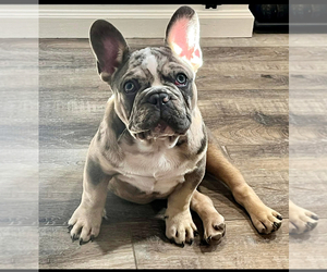Father of the Faux Frenchbo Bulldog puppies born on 09/11/2025