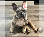 Small Photo #1 Faux Frenchbo Bulldog Puppy For Sale in MAYFIELD, KY, USA