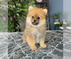 Pomeranian Puppy for sale in GREENWOOD, IN, USA