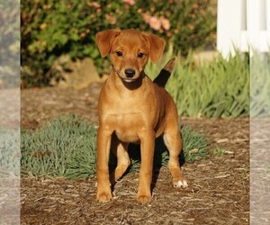 Miniature Pinscher Puppy for sale in FREDERICKSBG, OH, USA