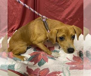 Beagle-Chihuahua Mix Dogs for adoption in Modesto, CA, USA