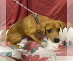 Small Beagle-Chihuahua Mix