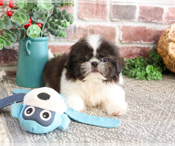 Medium Photo #9 Shih Tzu Puppy For Sale in SYRACUSE, IN, USA