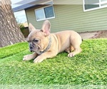 Small #9 French Bulldog