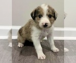Small Photo #5 Bordoodle Puppy For Sale in MADISON, AL, USA