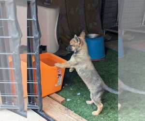 Mutt Dogs for adoption in Imlay City, MI, USA