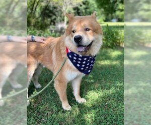Chow Chow-Unknown Mix Dogs for adoption in Warrenton, VA, USA