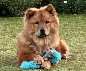 Father of the Chow Chow puppies born on 09/20/2022