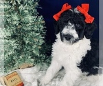Small Photo #5 Goldendoodle Puppy For Sale in DOLPH, AR, USA
