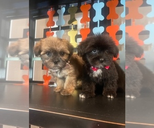 Shorkie Tzu Puppy for sale in RANCHO CUCAMONGA, CA, USA