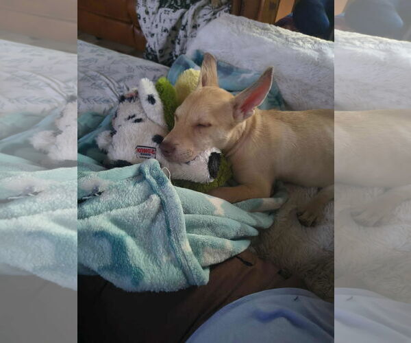 Medium Photo #2 German Shepherd Dog-Unknown Mix Puppy For Sale in Hoffman Estates, IL, USA