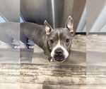 Small #2 American Pit Bull Terrier Mix