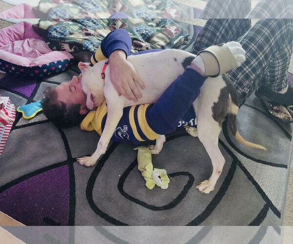 Medium Photo #3 Mutt Puppy For Sale in Princeton, MN, USA