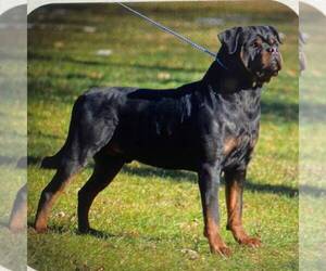 Father of the Rottweiler puppies born on 01/06/2022