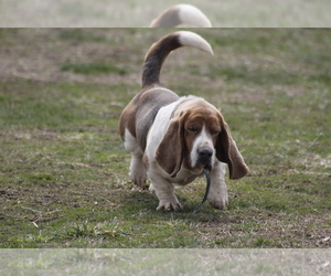 Father of the Basset Hound puppies born on 07/19/2022