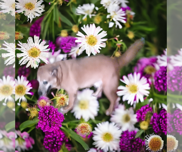 Medium Photo #2 German Pinscher-Thai Ridgeback Mix Puppy For Sale in Orange Grove, TX, USA